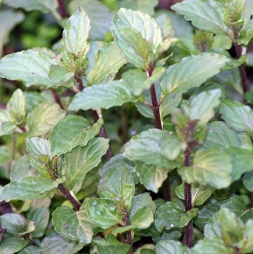 Mentha x piperita f. citrata 'Chocolate' - Chocolate Mint